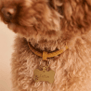 Médaille os empreinte ajourée pour chien, doré